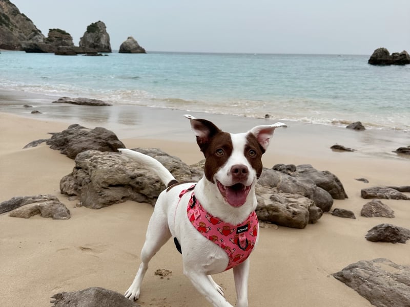 Dumpling - Donegal Meet Dumpling! Dumpling is a 2-year-old Staffie Springer Cross who came into the world as an accidental litter, but now lives her best life on the stunning Donegal Wild Atlantic Way. She’s also a seasoned traveler, having explored the beautiful landscapes of Portugal and Spain with her paw-rents. Dumpling is the ultimate cuddle bug! She adores making new friends and is always ready for playtime. She loves balls, teddies, and more balls! Dumpling is the perfect mix of adventurous spirit and cozy snuggles, making her the cutest contender in Nose of Tralee!