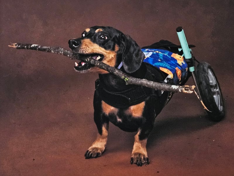 Harley - Fermanagh Harley is a rescue and has overcome so much with his disability but never let’s it get him down. I feel Harley would make a good Nose of Tralee and show everyone that just because you have a disability you can still live a full and fulfilling life.