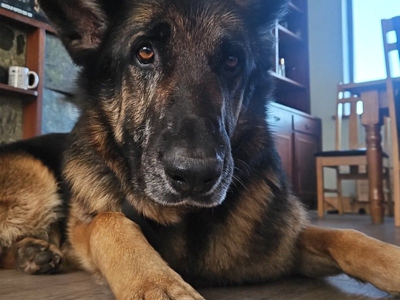 Chief - Kerry This is Chief. Our Chief of Security. He’s a six year old German Shepherd. We got Chief from a pound in Monaghan last February and since then he has become a big part of the family. As soon as I met Chief in that pound I fell in love with him straight away. I Knew there was something special about him. It didn’t take Chief long to settle into his new home. Although Chief looks intimidating, he’s actually very friendly and loves new people. Everyone in town always complements him and give him rubs when they see him walking around the town. Apart from walking, Chief favourite thing is going for drives in the car. He jumps straight into the back without any hesitation. I entered Chief into the 2024 Nose of Tralee because I want to show just how special this dog is. He has been an amazing companion the last few months and an even better best friend.