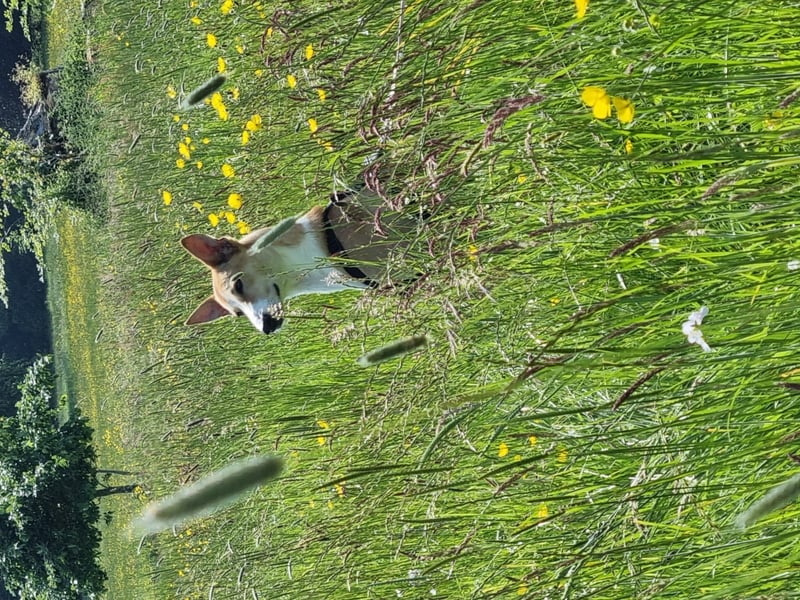 Pixie - Leitrim She's a don’t judge a book by it’s cover type of girl. Pixie represents over coming your past, learning, persistent, resilience while still being smart, funny, caring, ooohhh so loving and just daft. She represents everything that is love, the joy, the heartache, trust and overall goodness. Although a bit of a houdini and loves a good sock or anything she’s not suppose to have. She gives the best snuggles. We fostered, fell in love and adopted. Her back story is hard one but doesn’t define her. Her fears, anxieties she faces everyday but because people who dont know her label her as reactive. She is more than this and everyday shows up and because of that I will show up for every time she needs. Best of luck to everyone.