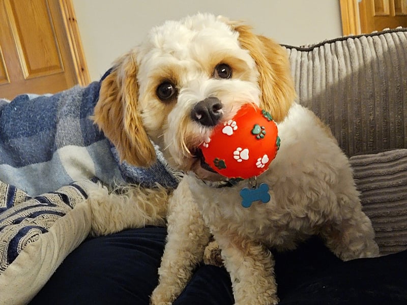 Cooper - Limerick Cooper is a bright, bubbly character! There is no other way to explain him, he loves long naps on his back, playing soccer and cuddles! He is so clever! He can even whisper! Any room Cooper potters into instantly lights up! He has an amazing temperament, great with everyone even babies! He really is a unique dog, not just down to his little pink patches on his nose but his mannerisms and his wit! For example, I was in the yard talking to my mother in law and he ran over to the home house and opened the door with his paw (it was closed but not locked) turned around and stared at us for about a minute before he barked at his nana to come in and make him his cup of tea! Sunday night then he was asleep on his back on the couch, he turned so that he caught the blanket with his paw and turned the opposite way then to wrap the blanket over him! He really is special and I would love for him to be the nose of tralee!