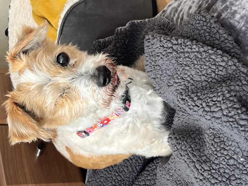 Jack - Derry Jack is 17-years-old. He is an old man but young at heart. He recently lost his eye & is almost deaf, but still enjoys his life. His hobbies include eating, sleeping & lots of small walks. He would be the best nose of Tralee. Thank you.