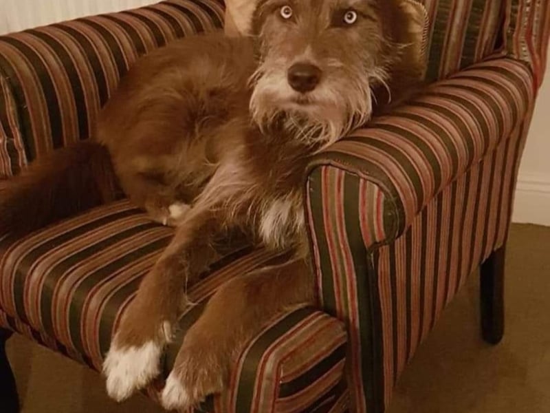 Scooter - Longford Scoots had a hard life until we rescued him, from Monaghan Pound in 2014. It has taken a lot as his parents to gain trust and to make him understand how much we love him and that everything is going to be ok. Scooter is a funny character and makes us laugh everyday. I have never seen a dog so unusual or a dog of his breed. So the uniqueness of him would make him the ideal candidate to win the Nose of Tralee. Thank you