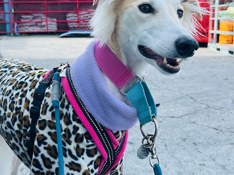 Holly - Mayo Holly is a beautiful Saluki Lurcher from County Mayo. Holly was adopted from the lovely people at North West SPCA. When she arrived home with her pawrents in 2021 she was a very nervous girl. Fortunately she has come out of her shell considerably but Holly is still very nervous around men. Holly is a cuddle bug and loves nothing more than chilling on the couch with her dad watching the rugby. Her favourite team is Munster. Holly was recently scouted by a fabulous photographer Enda in Galway who took wonderful artistic photos of her, proving she really is a beauty queen. Holly is the best girl and loves spending time with her family, having sleepovers with her granny and aunties, going on holidays and taking long zooms on the beach.