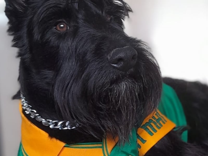 Will Danaher - Meath Hi just want to introduce my daughter's dog, Will Danaher, the Scottish terrier. He’s friendly adorable and likes to model and would be a good representative to the nose of Tralee. He’s just a big softie at heart and we love as our family pet…the Squire Will Danaher.
