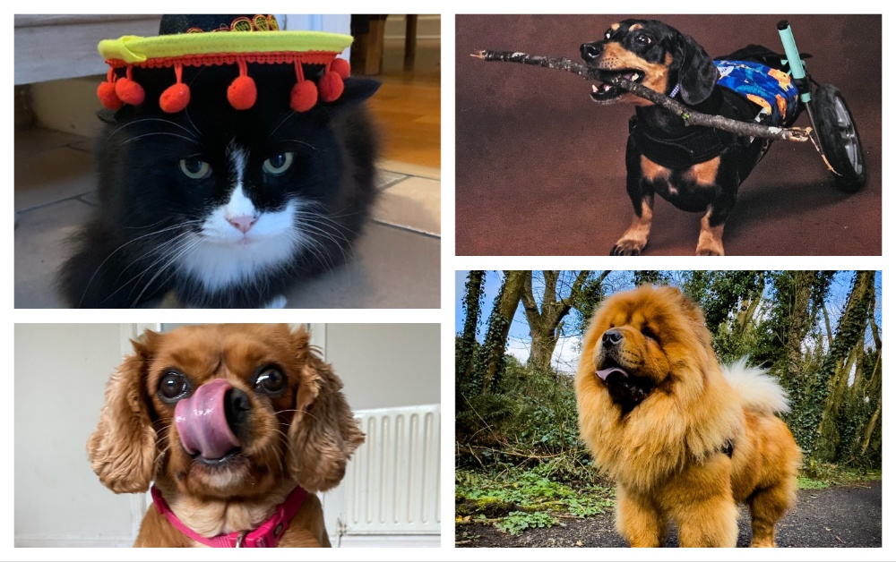 The 2024 Nose of Tralee pet finalists are in and judges will soon choose which pet will take the crown.