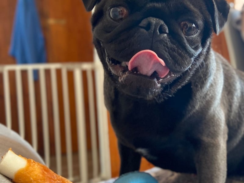 Pugpa - Offaly Pugba is a loving caring playful little man who bring joy and comfort to all he meets, he loves to give kisses and cuddles and make your day. There’s never a dull moment with him around, he will sit and pose for the camera, he’s not fussy with treats, and loves to share his treats with his doggy friends. He is full of energy and love to be the centre of attention, he loves to model his doggy outfits and loves trying different foods, I think this would make him a good candidate as he’s also great with all ages too.