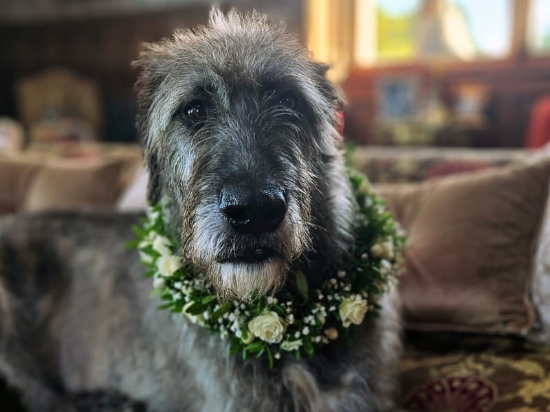 Roisin - Sligo Meet Roisin, our gentle giant and beloved Irish Wolfhound. With her majestic presence and heartwarming charm, Roisin embodies everything that makes a pet truly special. Here are a few reasons why Roisin would make a fantastic Nose of Tralee... Irish Heritage and Spirit: Roisin carries the proud heritage of her breed, originating right here in Ireland. Her name, meaning “little rose” in Irish, perfectly reflects her sweet and gentle nature. As a symbol of Irish tradition, she would be a fitting representative for the Nose of Tralee. Gentle Giant: Despite her large size, Roisin is the epitome of gentleness. She has a calm demeanour and a loving heart, always ready to offer comfort and companionship to anyone in need. Her friendly and patient nature makes her a favourite among children and adults alike. Markree Castle Team Member: Roisin is an integral part of the Markree Castle team, where she delights in meeting guests and making them feel welcome. Her friendly demeanour and gentle approach make her a favourite among visitors, who often look forward to seeing her during their stay. Roisin loves posing for pictures with guests, adding a special touch to their memories of the castle. Unique Personality: Roisin has a unique personality that captivates everyone she meets. She has an expressive face that can convey a range of emotions, from joy to curiosity. Her playful antics and affectionate gestures make her a delightful companion and an unforgettable presence. Loyal and Protective: Irish Wolfhounds are known for their loyalty, and Roisin is no exception. She is a devoted member of our team, always watching over us with a protective yet gentle eye. Her loyalty and dedication make her a true best friend and a guardian to those she loves. Photogenic Beauty: With her striking appearance and dignified stance, Roisin is incredibly photogenic. Her soulful eyes and majestic posture make every photo a work of art. She would undoubtedly grace the Nose of Tralee with elegance and charm. Viral