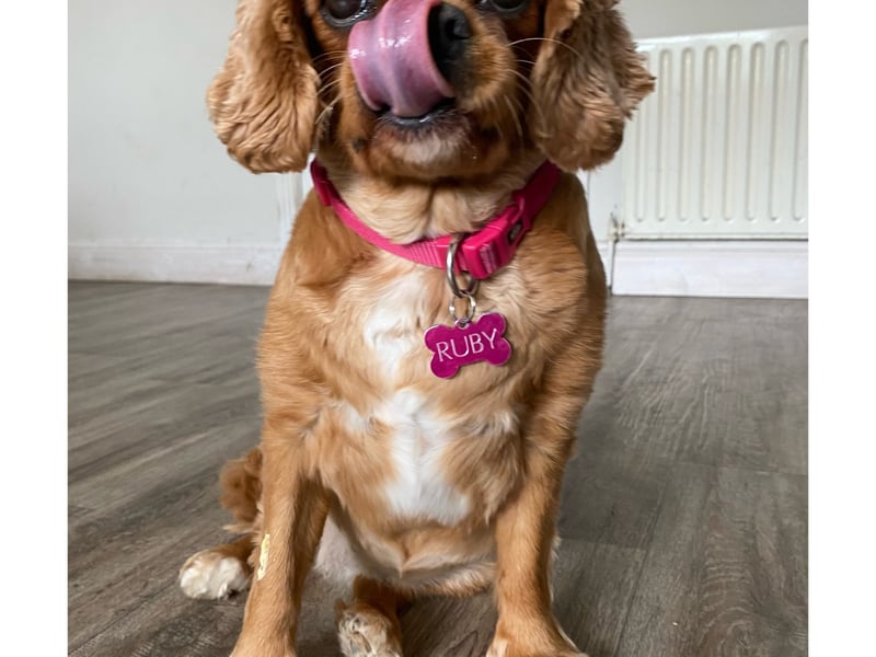 Ruby - Tipperary Ruby is an absolute gem. She is a stunning Cavalier King Charles with a beautiful ruby red coat, and at 4 years of age, she has got quite the personality. From being a pro-licker, a champion sock-stealer, to a talented snoring queen – both awake and asleep. She has an adorable special skill of touching her nose with her tongue and shes full of charm and mischief. Ruby is very adventurous and loves venturing off to different locations in Tipperary. She loves meeting other dogs and is so gentle and friendly to everyone she meets. Ruby can be so funny, especially when it comes to certain walks, as she has her own set of rules. She is all in for that one stroll down our own country road, but any additional ones and she puts on the brakes and plants herself in the middle of the road. Ruby has her own way of doing things. When she is set on something, she is as stubborn as they come but its all part of her unique charm and personality. Ruby is incredibly gentle, friendly and simply the best!