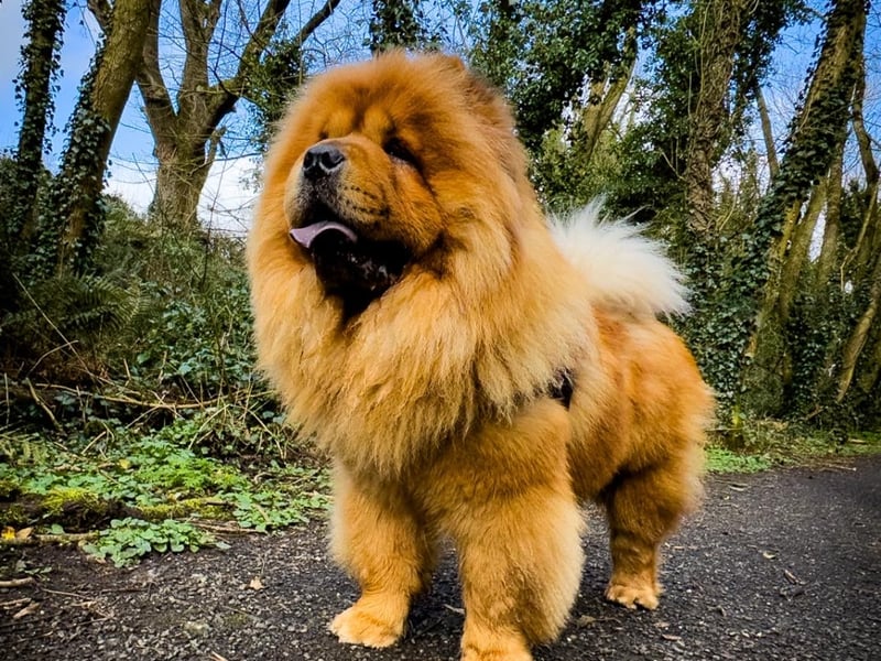 Melba - Tyrone Melba is a two-year-old Chow Chow. She loves her sleeps, treats and is so loveable. She is a cuddly bear with a big heart.