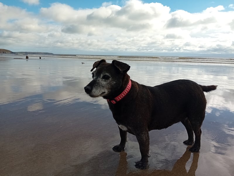 Dolly Parker - Waterford Our little Dolly came to us from the pound. She is a total sweetheart who can see into your soul-she knows when your sad, tired, happy or just need a cuddle. She lives for trips in the car & adventures on the beach. Dolly has incurable bone cancer & will soon cross over the rainbow bridge. Our hearts are broken but we are so thankful for the years of love our little Golden Oldie brought.