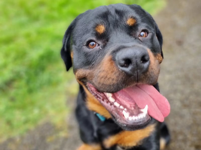Niko - Westmeath Niko is my 11-month-old rottweiler and more importantly, the backbone of our small family. My partner gifted Niko to me while I was undergoing chemotherapy to try and lift my spirits when I was home alone ill. To say it worked is an understatement, Niko became my shadow who made me laugh through all the hardest parts of life and made me enjoy the good parts even more. He stayed by my side through everything and somehow managed to make it bearable. Niko would make a great Nose as he leaves a mark on everyone he meets. He is a special dog with a special heart and my world is a brighter place with him in it, as is the life of my family, and even people who meet him out and about, he gives love freely and without thought, everyone is special to Niko and he has the power to make you feel that way. Niko will talk to your heart and he will teach you how to listen. Niko is the best friend I have ever had and I thank god every day for sending me this Angel.