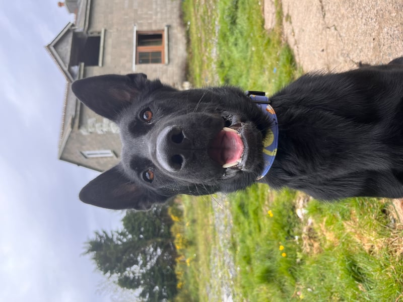 Kiko - Wexford