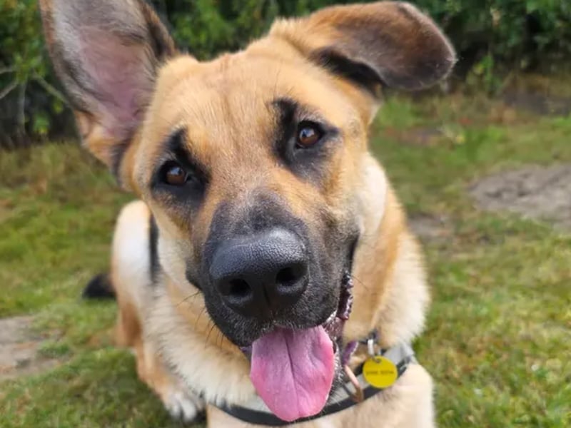 Mara is a "stunning" crossbreed who is searching for a very special forever home after spending most of her life in kennels. While she can be worried by the outside world, she is a sweet and smart girl who loves training and playing once she builds trust. She requires a calm, adult-only home with no other pets and a secure garden where she can burn off energy.