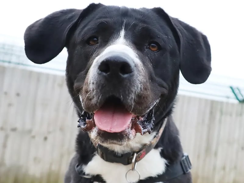 Penny is a "beautiful" and affectionate girl who is full of life and energy despite a difficult start to life. She is a real "firecracker" who loves to learn and play, but she is also happy to snooze once she’s had a blast outdoors. Penny takes medication for her joints and is looking for an active, adult-only home within an hour's drive of the Leeds centre.