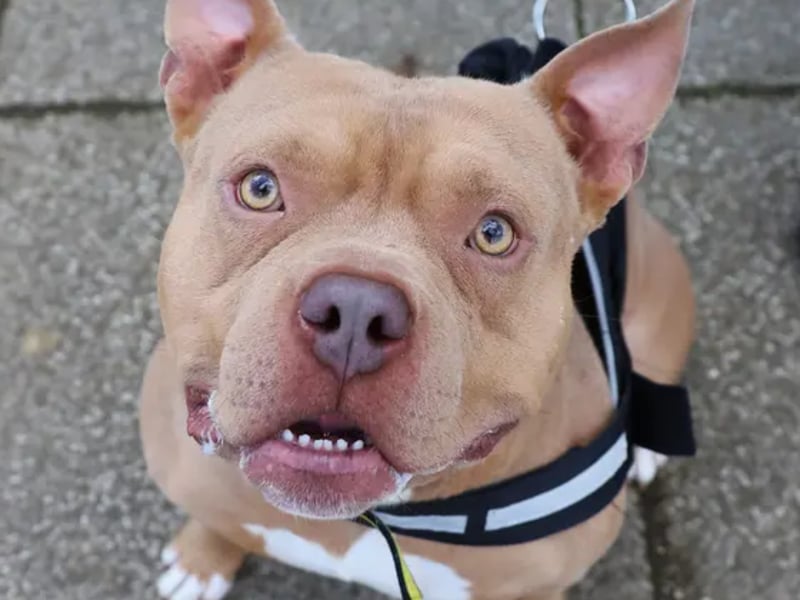Lovers of the breed will enjoy his fun, bouncy nature, and he absolutely loves getting plenty of fuss from people. He can live with secondary school-aged children who are confident around playful dogs but would prefer to be the only pet in the home. He will need a patient owner who can be around initially to help him settle into a new routine.