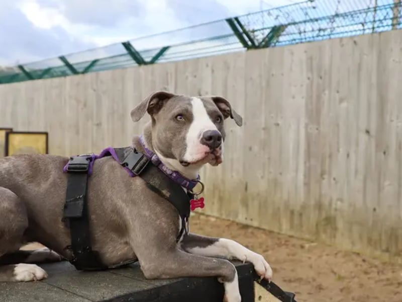 Ivy is a beautiful girl who had a difficult start to life as the "runt" of her litter. Having spent her whole life at the centre, she can be anxious and lacks confidence, but she is a "really sweet and playful" dog once she builds a bond. Ivy is looking for special adopters who live within an hour's drive of the Leeds centre to facilitate multiple visits. 