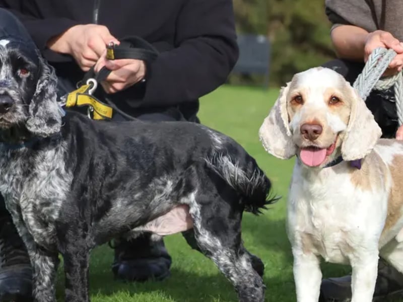 Oscar and Rocket are a "lovely pair" of Cocker Spaniels looking for a forever home together. They are friendly, love human company, and are true Spaniels who enjoy using their noses on long walks. They can live with calm, secondary school-aged children, but must be the only pets in the home.