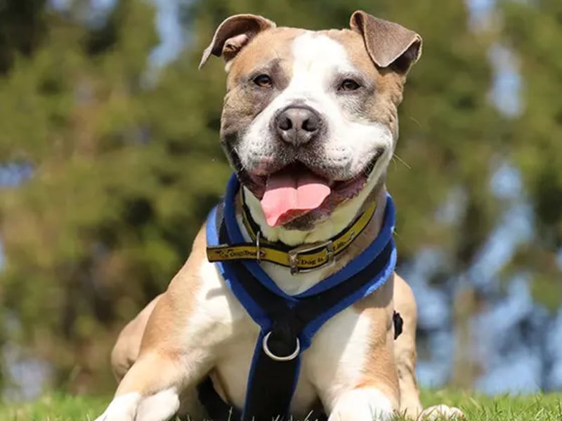 Buster is a "really fun and affectionate" young dog who is looking for a patient owner to help him continue his training. He is very smart and picks up new things quickly, though he can be anxious and takes medication to help him stay calm. Buster needs a peaceful, adult-only home where he is the only pet and has a secure garden to play in. 