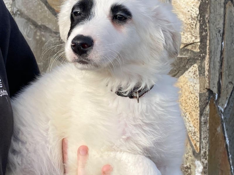 Brown - male puppy