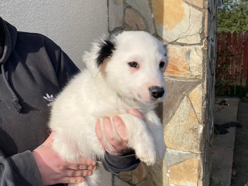 Forrest - Male puppy
