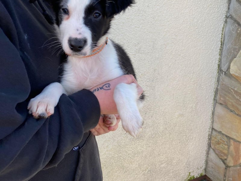 Tangerine - female puppy