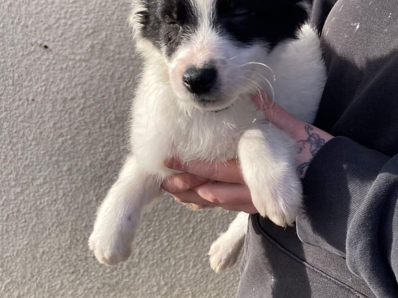 Teal - male puppy