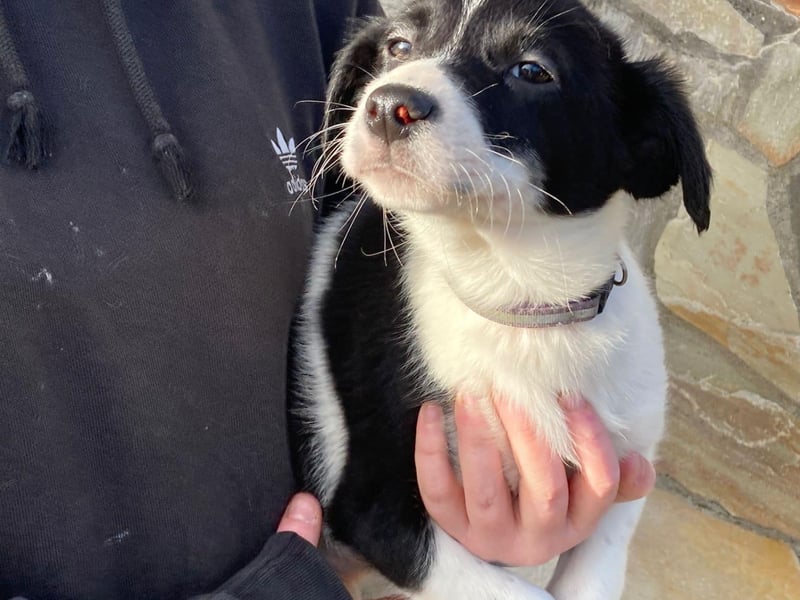 Violet - Female puppy