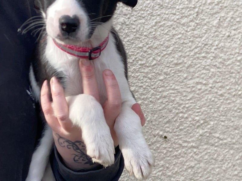 Cerise - female puppy