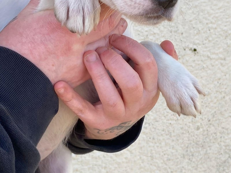 Lemon Drops - female puppy