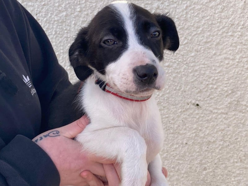 Scarlet - female puppy