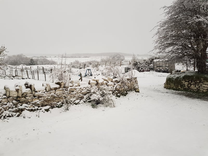 North Mayo: (X/@Mayoletsfly)