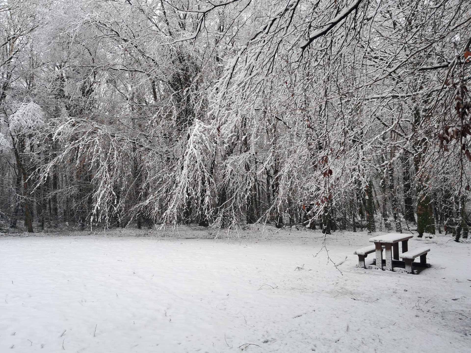 Ireland woke up to a picturesque winter wonderland this morning as a blanket of snow covered the landscapes. Here are the top 5 snow pictures that stood out: Castlebar: (X/@NarcoDreamer)