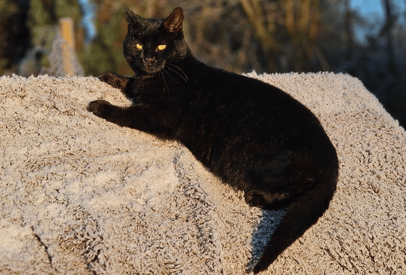 Black Cat - Photo Credit @DolDeBie via X  