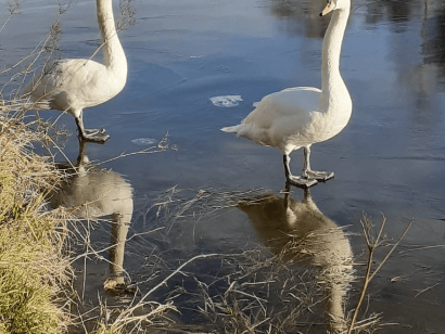 Not so happy swans in Mullingar - Photo Credit @InlandFisheriesIreland 