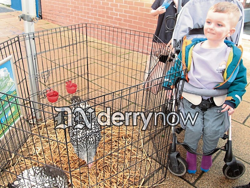 Arlo checking out the chickens.