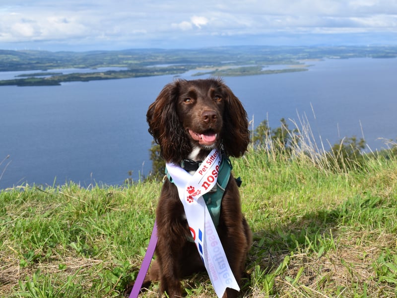 Florence - Fermanagh Nose Hello, I’m Flo. I’m the 2023 Fermanagh Nose of Tralee. My hoomum wrote this entry for me, using her best skills in poetry. She says that it sums up me, pretty much perfectly!  I’m half Springer half Cocker, so an adorable Sprocker. I’m very good and love to please, training me is such a breeze. Sometimes I like to steal a sock or two, but I’ll always give them back to you.  I’ll do anything for a treat, give paw, roll over or just look sweet. My pawrents jokingly call me Messi, as my dribbling skills with a treat ball are the best you’ll see!  I love the water, especially the sea, the beach is my favourite place to be. I love dashing in and out of the ocean, my running is like poetry in motion! I also adore the Fermanagh forests and lakes, I love all the trails and for sniffaris they’re great. My nose is incredible, I can find anything you hide, especially if it’s edible! I’m so focused when I’m finding things, you can’t distract me with anything. I love to have a job to do, find it, fetch it, I’ll always help you. I love lots of snuggles and cuddles on a lap, it’s my favourite place to have a nap. I’ll greet you with a full body wiggle, woofing with a toy in my mouth to make you giggle. My enthusiasm for everything is a constant delight, no matter what the time, day or night. My zest and love of life is a joy to see, for everyone who is lucky enough to meet me. I may be small but I have a big heart, the happiness and love I bring is off the chart. I’m pretty as a rose, and hope this poetry shows, why I’d make the best Nose. So please vote for me, to be the winner of this year’s Nose of Tralee.