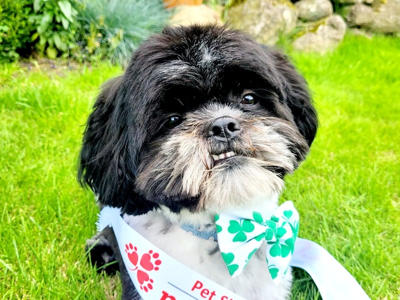 Freddie the Floof - Antrim Nose Hello!!!  My name is Freddie (the Floof) and I'm a Shih Tzu with a heart as big as my fluffy... butt My human says I have the cutest face and fantastic teeth, but what truly matters is the love I have for my family and those around me.  I've been by my owner's side through thick and thin, especially when my grandad needed some extra love and support during his tough battle with Parkinson's and dementia. I could sense when he needed a smile or a gentle snuggle, and it warmed my heart to see him feeling better because of me.  Lately, things have been a bit tough since my grandad went into hospital. I miss him lots and I know my family does too. I'm doing my best to bring smiles to their faces!  Playing with my ball is a favourite pastime of mine, even though I'm not a big fan of bringing it back – what's the fun in that, right? And yes, I admit I can be a bit lazy, but, who doesn't love a relaxing car ride over long walks right?!  The park is my happy place, where I get to meet my furry friends, and I even enjoy a trip to the shops where I've also got lots of human friends! I am an expert at waiting patiently for my owner while she grabs a cup of coffee.  I've got a heart full of love and a willingness to make everyone's day a little brighter. Winning the Nose of Tralee would be a dream come true, and I'd be so proud to win it for Antrim as well as for all the wonderful doggies out there who also bring joy and love to their families every day.  Thank you for considering me, Freddie the Floof, for this pawsome honor!  With a wagging tail, pearly smile and lots of love, Freddie