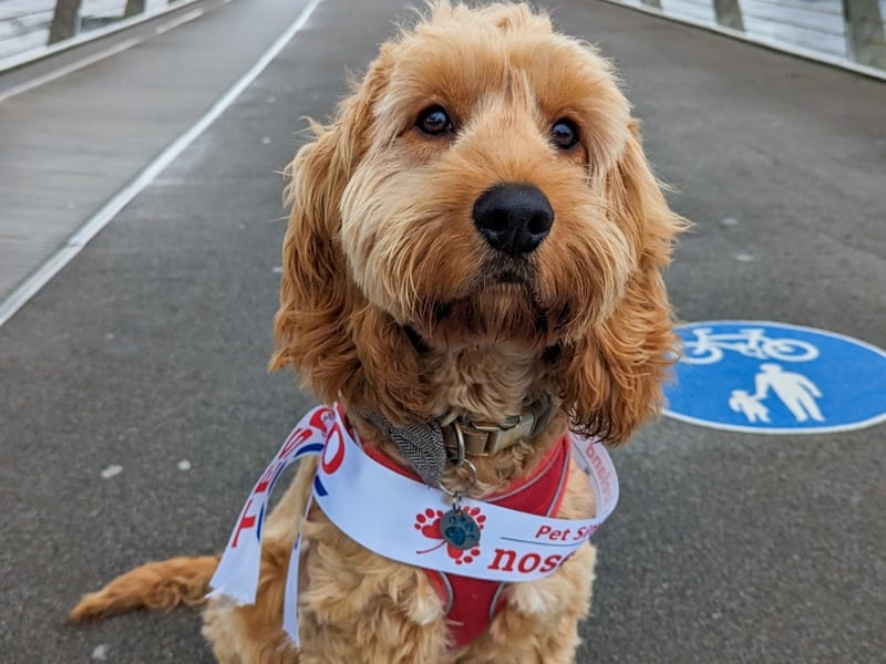 Logan - Derry Nose Logan is just the best wee pup, and we felt it only right that he have a dedicated poem as to why he should be the Nose of Tralee 2023. In old County Derry on Christmas Eve night, arrived a cockapoo puppy, a golden delight. A new home in Ballykelly, a couple did live, Kerri and Dave, had more love to give. When we heard of these pups we just had to see, and on the first meeting on our hand you did pee. But it was love at first sight, sure nothing else matters, even if the new sofa would end up in tatters! So we thought and we pondered, you needed a name, and after days of debate Logan you became. Puppy pads and toys, we were sure we were ready, but cushions you destroyed, and even beheaded a teddy. But we are so happy to have you, in our home to live, so we could witness the pleasure a butt scratch would give. You steal all the socks and dig the garden for treasure, the holes now are so deep they're too hard to measure. The floors are all muck it's an unsightly mess, but we love you regardless, your cheeky smile is the best. Our home is chaos, but there's no other way, you are part of our family, our home and heart you shall stay You love cuddles and chase, and sniff out any treat, giving puppy dog eyes while you nibble our feet. Favourite things to eat are carrots, apples and cheese. Did you say walkies? Lets go to the beach -pleaaaase? A pet competition? We just had to enter, The Nose of Tralee? He'd be there front and centre! He's through to the final it's all very scary, But not for our Logan as he's reppin' for Derry. So go flash your smile and bring home that crown, know that Derry's behind you, we won't let you down A champion of paws, do you need a slogan? Why bother, it's simple, go and VOTE LOGAN!