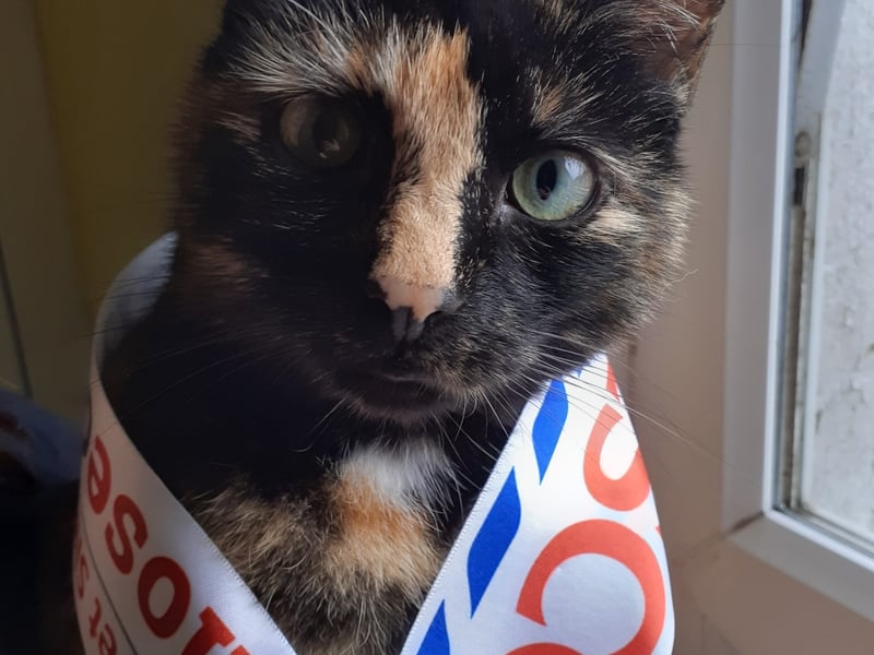 Mina - Down Nose Mina is absolutely delighted to have been crowned the Down Nose for 2023 and would love to take home the title on behalf of all the cats in Ireland. (Too many doggie winners so far! ). As a cat who doesn't even wear a collar it took a lot of treats to get a photo of her in a sash, but Mina is a very good cat and wanted to put her best face forward for County Down to do everyone proud. She keeps the house free from spiders, mice and flies and very generously leaves us gifts on the doorstep on a weekly basis.  She knows the price of oil is through the roof so she keeps us warm in the winter by lying on us in bed like a fluffy cat-shaped hot water bottle.  All the neighbours in the village know Mina because of her distinctive features- she definitely has a nose worthy of the title! All the other entries are so adorable, Mina is pleased to have made it so far in the competition and would like to thank Insta friends and family for all their support. Mina for Nose of Tralee!