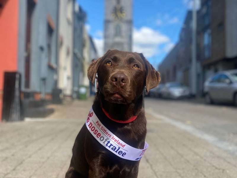Willow - Cork Nose Hi everyone. Willow here again, 4 year old lab and what can I say - Thank you. Thank you for voting and allowing me to be your Cork Nose of Tralee. My family and I are over the moon, especially my no.1 fan Ian, he’s been telling everyone he meets that I won as he is so proud. I love everything about Cork, you’ll find me out exploring new and old places every chance I get. I hope to showcase some of my favourite things about Cork over on my Instagram @daisybooandfriends during my campaign to become the official Nose of Tralee. I hope by doing this I inspire Corkonians to go out there and see what Cork has to offer and for those not from Cork I hope this encourages you to come visit Cork with your dog. A few fun facts about me: I LOVE swimming - you can’t get me out of the water, CARROTS are my favourite - I look possessed when you say the word and I love making friends - I have so many doggy friends and love every single one of them. Thank you to Petsitters Ireland for bringing us on this journey and best of luck to all the Noses this year, we love seeing your posts and pictures.