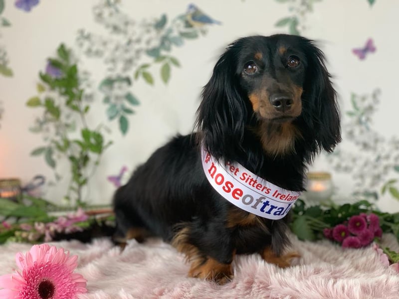 Daisy Doo - Wicklow Nose I'm Daisy Doo the Wicklow Nose! I don't have a sad or courageous story to tell, for I'm still a puppy as cute as hell. I entered this competition just for fun you see, and to represent my County in the Nose Of Tralee. I'm the loyal Dachshund of the Kelly family, where I dig in their garden and live life happily. In their home, my heart resides, their loyal companion right by their side. My soul is warm; my spirit is bright, I bring them joy like morning light. With my tiny legs, I walk with might, I race ahead like stars at night. Through fields of green, I love to roam, In Wicklow's beauty, I've found my home. With pride and honour, let my reign begin, for in my heart, I'd love to win. In Wicklow's embrace, I've found my place, a furry ambassador full of grace. Follow Daisy Doo on Instagram @daisydoo_the_hotsausage