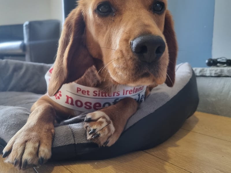 Lexi - Tyrone Nose Lexi is absolutely delighted to be representing Tyrone in the Nose of Tralee 2023. Lexi is a cross between a golden cocker spaniel and a beagle. Just the perfect mix of the two breeds. As we said in our original entry she is a great companion to our family and all our elderly neighbours.