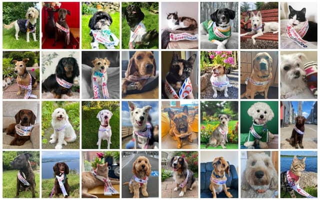 Ireland's most pawsome competition, the Nose of Tralee, is back for its 10th year and now 32 finalists from across the country are wagging their tails and purring with excitement as they ask for your votes. From over 1500 entries, these final 32 Noses have made their way to the top: 27 tail-wagging dogs and 5 fabulous felines are ready to strut their stuff and battle it out for the grand title of the 2023 Nose of Tralee. CLICK ON THE ARROWS ABOVE TO MEET ALL THE CUTE CONTESTANTS The Nose of Tralee's panel of judges have been hard at work, carefully handpicking the crème de la crème of noses – all 32 of them – to proudly represent their home counties and show off their sniff-tastic skills. Voting starts on Thursday, August 3 and runs all the way up to midnight on August 21. "We can’t believe we're celebrating a decade of furry fun with 32 fabulous Noses! Each year we are blown away by the love that the people of Ireland shower upon their furry friends," said Kate McQuillan of Pet Sitters Ireland. "This competition is more than just cute noses; it's a celebration of the unique and incredible personalities that make our pets our best pals. And with so many cats in the final... could this be the year of the purrfect cat victory? With our 10th anniversary in full swing, who knows what surprises are in store?” The winner will be announced live on a Facebook Live on August 22 and will receive prizes from Pet Sitters Ireland, Tesco Ireland and David McAuley Photography. Let your voice be heard and support your County Nose! Vote here.