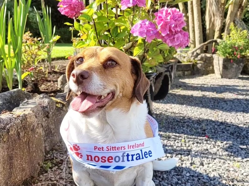 Phoebe - Laois Nose Hello! My name is Phoebe and I am very proud to be representing County Laois in the Nose of Tralee final! Can you believe that a little puppy like me has made it to the last 32 contestants! Firstly I'd like to thank the judges for selecting me as a finalist and also for my package of yummy treats and snazzy sash! I personally think it's a great idea to have to wear a sash for the final photo - it's difficult to get a winner-worthy picture and the more failed photos equals more bribing with treats! I am 6 years old and a puggle/terrier cross. I have a lot of beagle traits, mainly being exceptionally adorable, funny, mischievous, friendly, intelligent and most of all greedy! I'm brown and white with a wrinkly forehead, velvet soft ears, freckles on my legs, and a white-tipped tail! It's amazing how white I keep my tail considering I am always up to no good scavenging in the hedges and neighbours' gardens! My humans adore me and I am one spoilt pup living in the lap of luxury.  When I'm not snoring on the couch you will find me keeping watch over the neighbourhood from the kitchen window sill. From here, I alert the humans to any passing cars, walkers and most importantly birds! Some of my other favourite pastimes include snatching forbidden objects, ignoring commands, going on walkies, having my ears scratched and begging for food! I can sit and lie down, but only if there are treats involved! I hate thunder and heavy rain and I like to hide in the hot press during bad weather! I also hate having a shower and going in the car for reasons unknown! I am super intuitive and I always know when the humans are planning a car journey with me before they have even gathered their thoughts or keys! Usually I will run off and hide in the garden at these times to make it hard to capture me!  I love to eat more than anything and will happily taste anything and everything on offer! In fact, I like to live by the motto "If it's reachable, it's eatable"! I am even known to trick the humans into