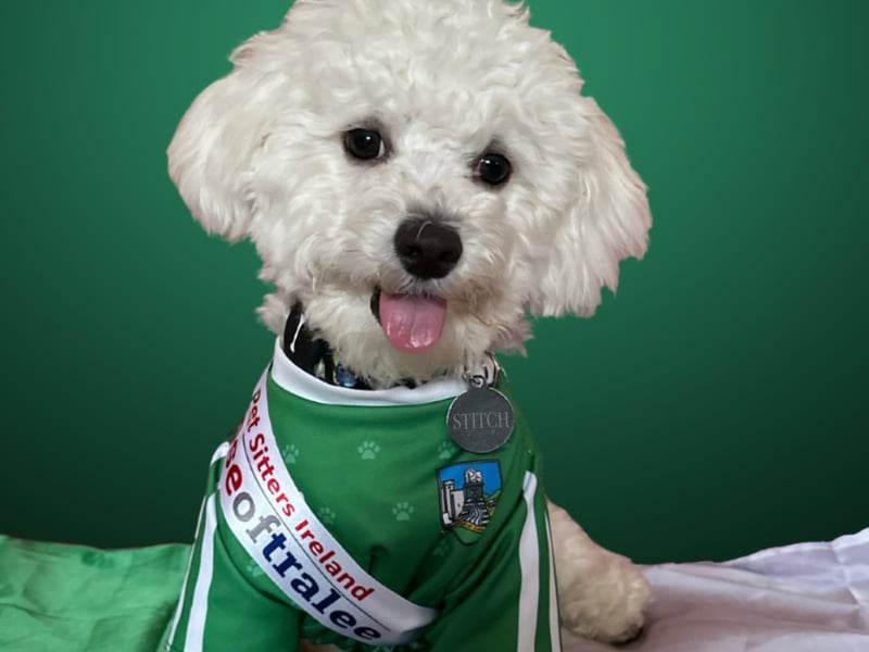 Stitch - Limerick Nose Stitch is a one-year-old Maltichon from Limerick. He is so proud to be representing Limerick in this year's Nose of Tralee. Stitch came into my life August 2022, three months after I was diagnosed with stage 3 Hodgkins Lymphoma. I wasn’t coping well with my diagnosis so we decided I needed a new companion in my life! He was my first-ever dog. He was by my side throughout my whole chemotherapy. I was losing my hair but that didn’t matter to him. He still loved me for me. I ended up shaving my head in October. I was afraid he wouldn’t recognise me or even want to be near me but that didn’t matter to him. He could see how hard it was for me to process and he comforted me through it. Stitch is such a happy, outgoing dog. He loves treats and biccies. He loves going to his favourite pet shops in Limerick and getting spoilt rotten. He loves the outdoors. When I leave the room, he is behind the door waiting for me to come back. He is such a character (especially in front of the camera with his tongue out!) Stitch is named after my favourite Disney movie/TV show, Lilo and Stitch. Stitch’s Birthday is on the 26th of June. Little did I know that he was born on Stitch day! (626 day) He was destined to be called Stitch. Stitch saved my life when I was going through my cancer diagnosis. He is my best friend. I would be lost without him. I wouldn’t have gotten through this last year if it wasn’t for Stitch. Stitch deserves to win the Nose of Tralee 2023 because he is the most loyal dog I’ve ever met. He is always by my side (with his tail wagging!). He is truly the best. He is the best Limerick supporter around! He was so happy to see Limerick win 4-in-a-row in the All-Ireland Hurling Final! Please vote for Stitch. He has done so much for me. He is the best friend anyone could ask for!