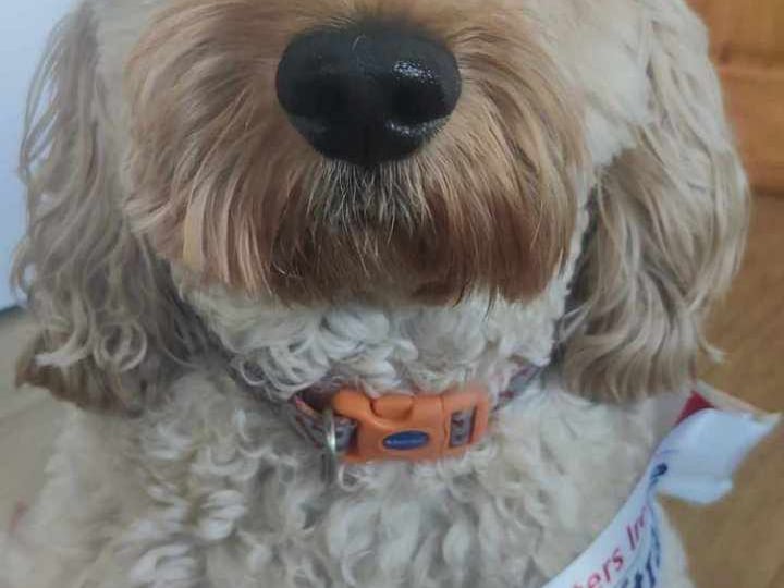 Ted - Leitrim Nose Since the moment Ted arrived in our home/ lives, there has never been a dull moment. He is the most lovable, cuddliest, happy-go-lucky furbaby. Proud of his achievement to represent Lovely Leitrim in the Nose Of Tralee. No doubt Ted will continue to be our Nosey Furbaby.