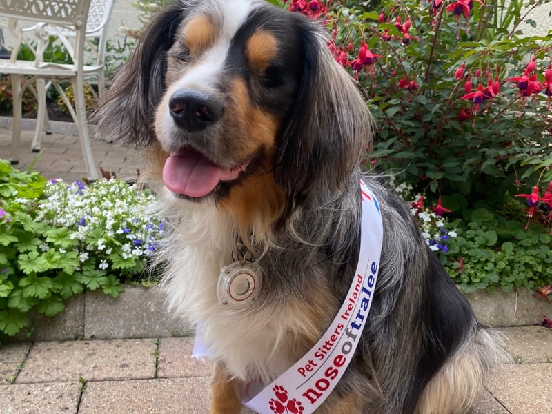 Winston - Louth Nose Vote for Winston; Louth and proud! ❤️ Winston is a 5-year-old Aussalier (mini Australian shepherd X King Charles Cavalier). He was rehomed to me while living in Canada in 2020, where he enjoyed the beaches and mountains of Vancouver. Last August, Winston suddenly lost his eyesight and quickly developed glaucoma which caused a lot of pain. After many doctors visits and some overnight stays in the animal hospital he was diagnosed with a rare autoimmune disease called Uveodermatologic Syndrome, and the following week he had emergency surgery to remove his eyes. After a speedy recovery we flew back to Ireland. He adapted very quickly to life as a blind dog and he still loves the beach and hiking in the mountains. He has been busy exploring the wee county and meeting friends and family since September and we are delighted that he has been chosen to be the Louth Nose 2023. Why should you vote for Winston? We asked friends and family: ‘Best boy in all of the land’ ‘He never let his disability affect him even in the height of his sickness. He's a great companion to everyone in our house.’ ‘He’s a rouge that can manipulate everyone!’ ‘He’s a purebred good boy’ ‘Keeps all the seats in the sitting room warm for everyone!!’ ‘Doesn’t let his disability affect him, he’s a very brave boy!’ ‘He never lets any food go to waste #zerowasteking’ ‘Because despite having a very traumatic condition that caused him to lose his eyes, he bounced back, found his way without his sight, travelled home from Vancouver without incident and has become an important member of our family. His other senses, especially scent/smell have heightened enormously so he doesn't miss out on life and enjoys himself.’ ‘He’s the bravest, smartest, cuddliest, cutest, cleverest boy there ever lived!’ Follow Winston’s journey on Instgram at @winstontheaussalier