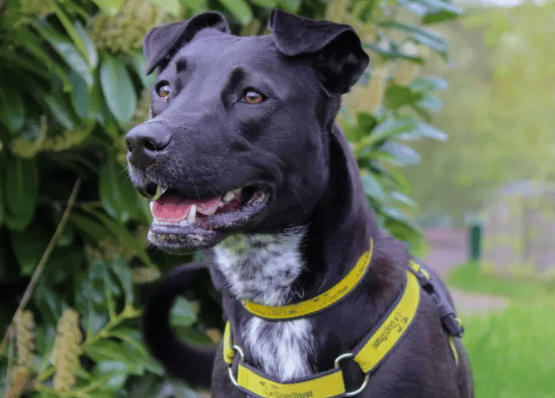 Penny is a bright, bubbly girl with a big zest for life and so much love to give. She’s looking for an adult-only home where she can continue learning and growing with patient, understanding adopters who will enjoy her fun-loving nature. She can get a little carried away with her excitement at times, but this is all part of her charm and enthusiasm for life.
