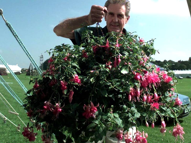 Peter Wallace brings in his hanging basket entry for competition on the day before the show.